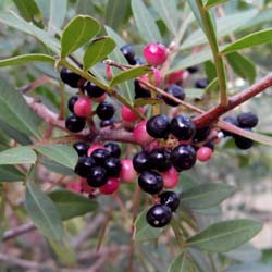 Pistacia lentiscus